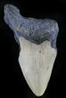 Bargain Megalodon Tooth - North Carolina #28496-1